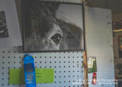 Blue Ribbon Horse Photograph