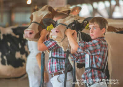 Boys Showing Cows
