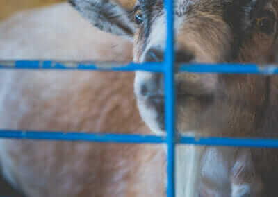 Goat in Stall