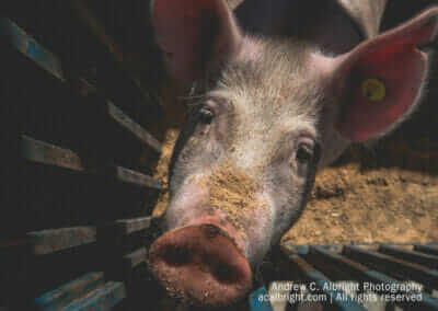 Fair Photo Archive Page Link