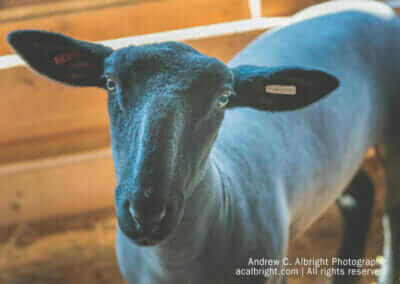 Solanco Fair Info Page Link