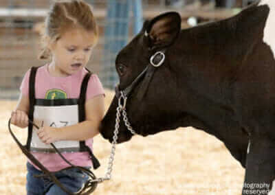 Girl Showing Cow