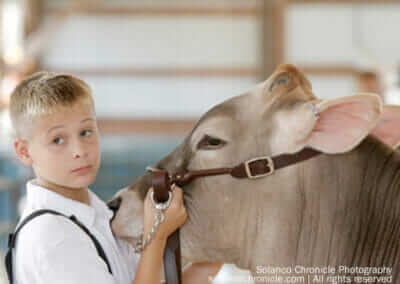 Boy Showing Cow