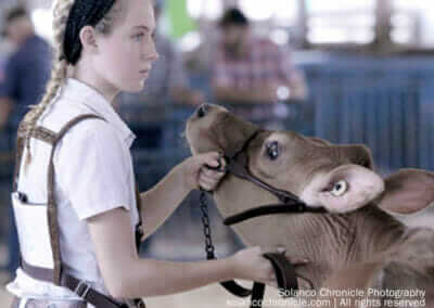 Girl Showing a Cow