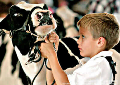 Boy Showing a Cow