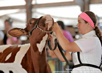 Girl Showing a Cow