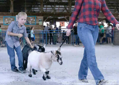 Pygmy Goat Competition