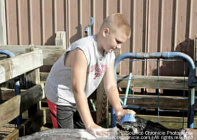 Boy Washing a Pig