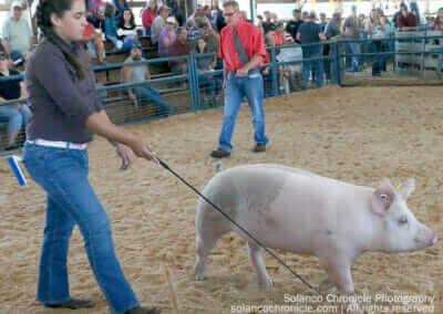 Swine Competition